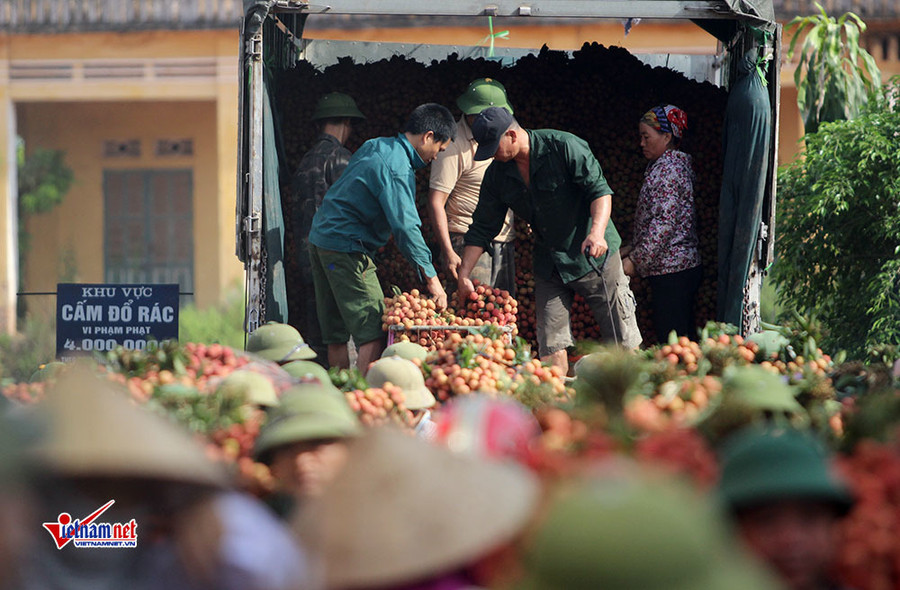 Xe tải tấp nập chở vải thiều đi 