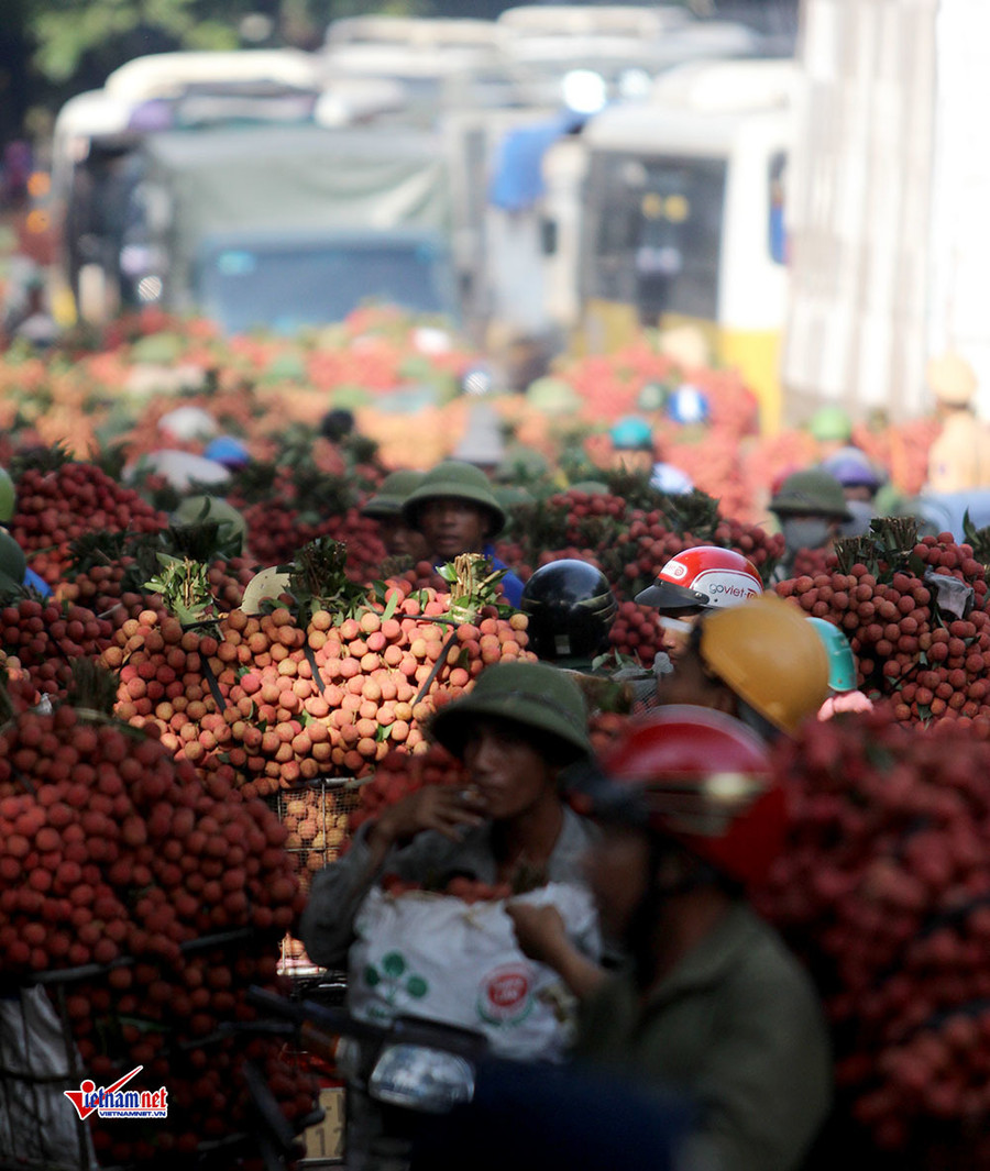 Xe tải tấp nập chở vải thiều đi 