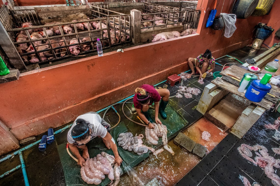 Sự thật tàn khốc đằng sau những lò giết mổ lợn ở Thái Lan với nỗi đau thấu tim can không ai biết - Ảnh 6. Sự thật tàn khốc đằng sau những lò giết mổ lợn ở Thái Lan với nỗi đau thấu tim can không ai biết - Ảnh 6.