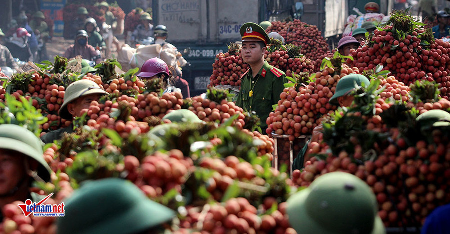 Xe tải tấp nập chở vải thiều đi 