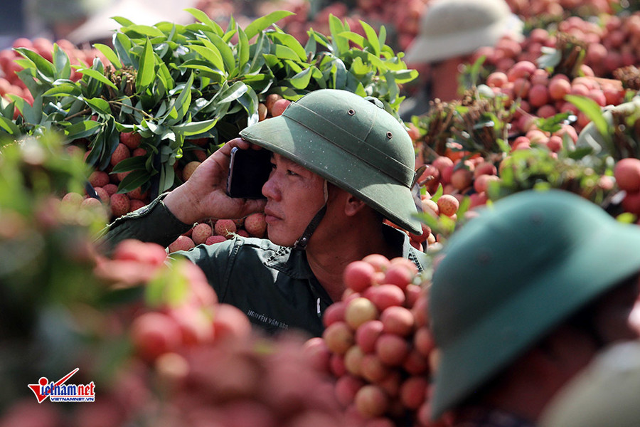 Xe tải tấp nập chở vải thiều đi 