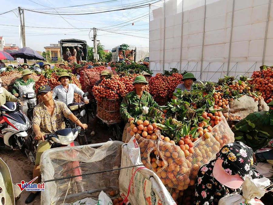 Xe tải tấp nập chở vải thiều đi 