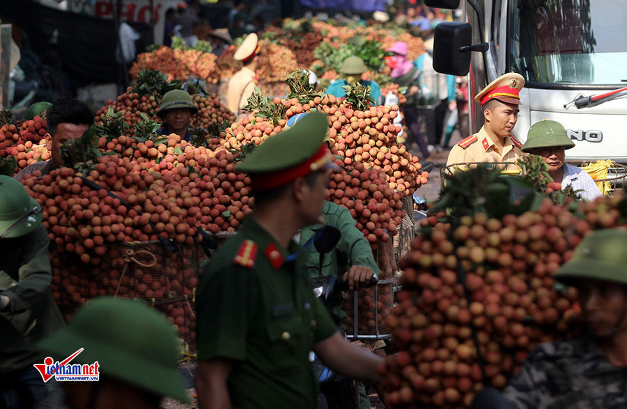 Xe tải tấp nập chở vải thiều đi 