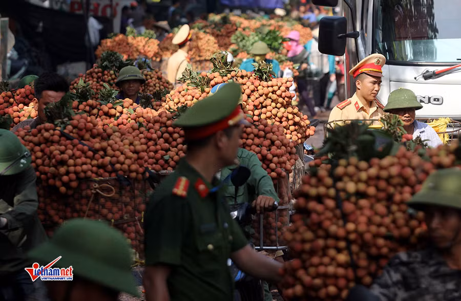 Xe tải tấp nập chở vải thiều đi 