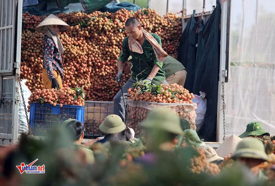 Xe tải tấp nập chở vải thiều đi 