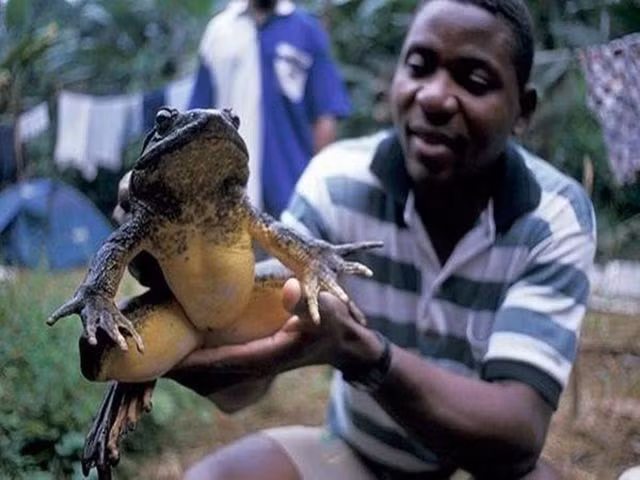 Loài ếch khổng lồ, to như đứa trẻ được giới nhà giàu yêu thích-2