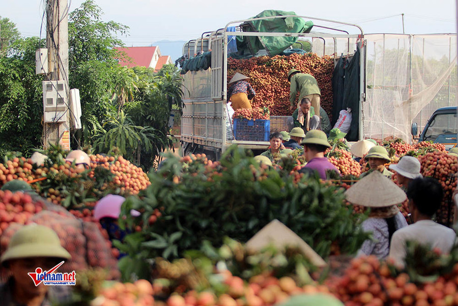 Xe tải tấp nập chở vải thiều đi 