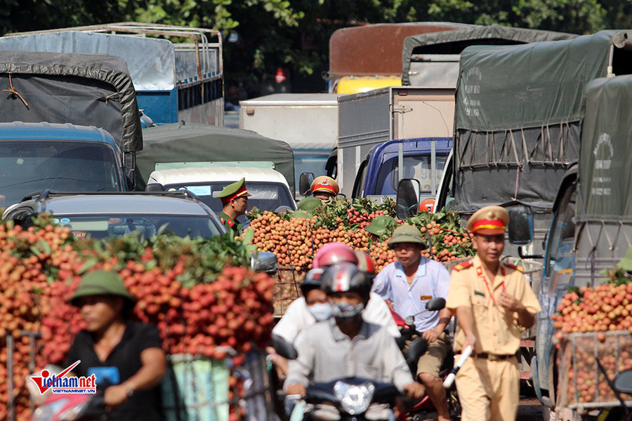 Xe tải tấp nập chở vải thiều đi 
