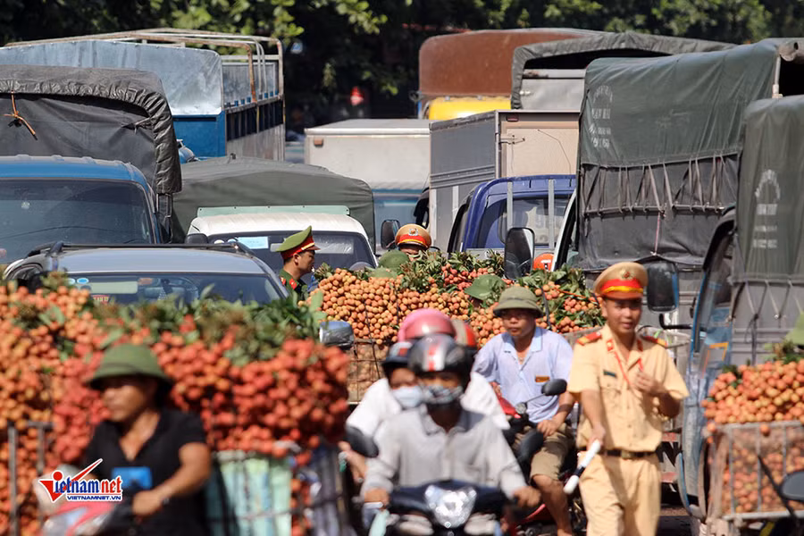 Xe tải tấp nập chở vải thiều đi 