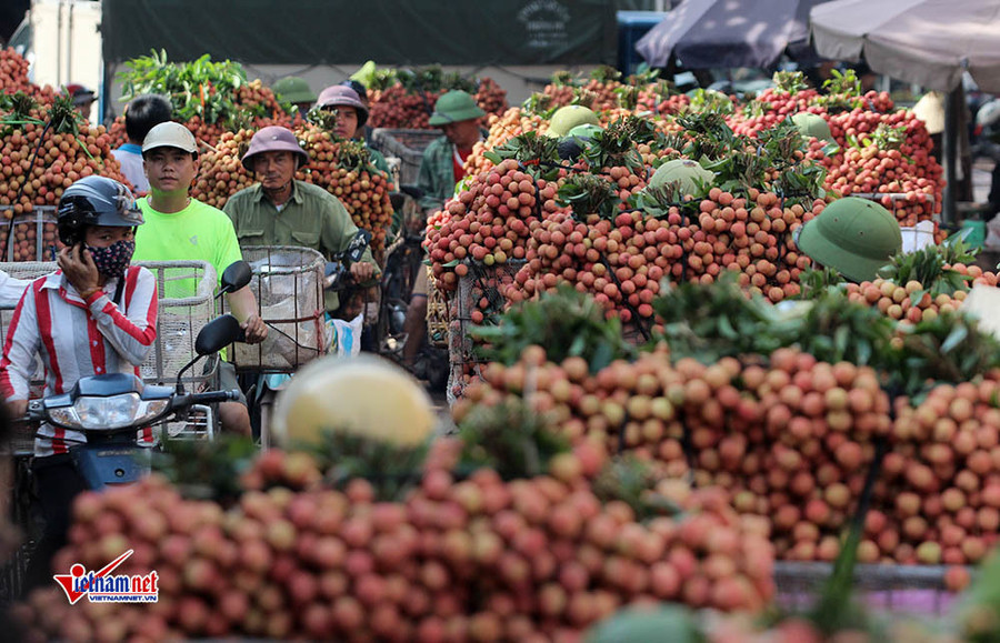 Xe tải tấp nập chở vải thiều đi 
