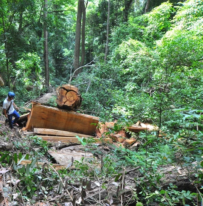 Huyện Kbang luôn là điểm nóng tình trạng chống đối lực lượng bảo vệ rừng.