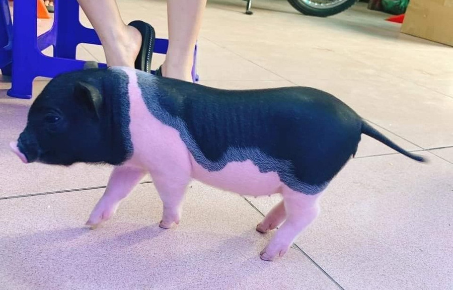 Xử lý nghiêm các trường hợp buôn bán lợn cảnh không rõ nguồn gốc - Ảnh:VGP/Đỗ Hương Xử lý nghiêm các trường hợp buôn bán lợn cảnh không rõ nguồn gốc - Ảnh:VGP/Đỗ Hương