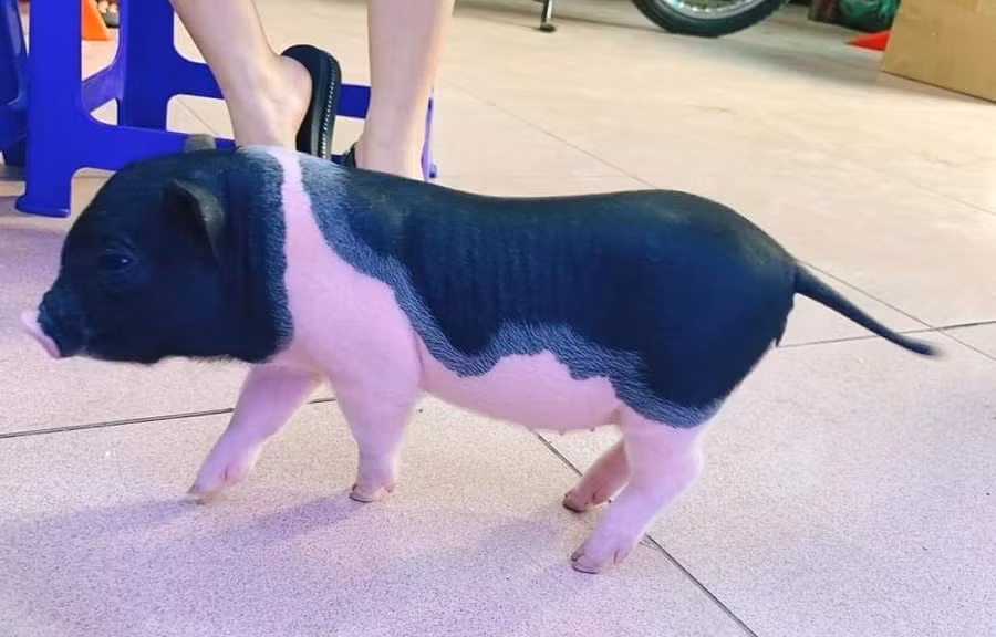 Xử lý nghiêm các trường hợp buôn bán lợn cảnh không rõ nguồn gốc - Ảnh:VGP/Đỗ Hương