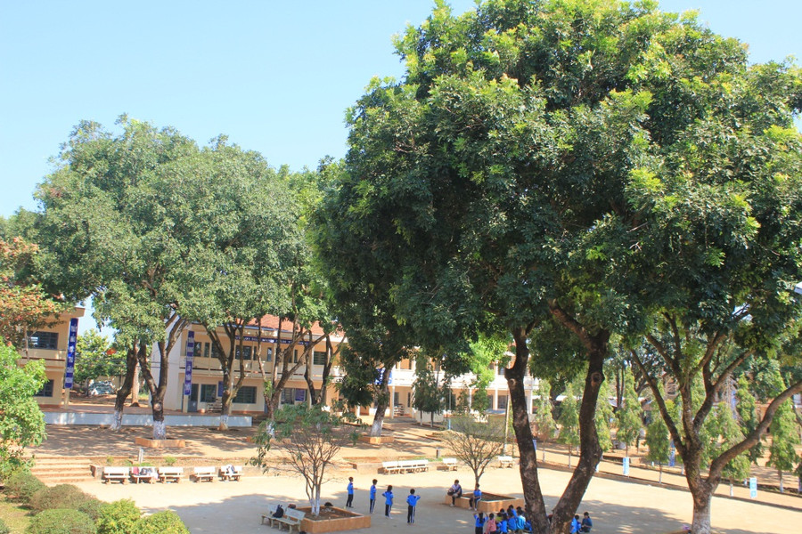 Trường có nhiều cây xà cừ cao to, rậm rạp là nguyên nhân khiến ve sầu tấn công Trường có nhiều cây xà cừ cao to, rậm rạp là nguyên nhân khiến ve sầu tấn công