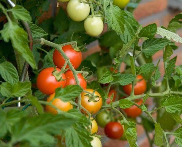 Cách chế 5 loại “nước thần” tưới cây, không sâu bọ nào dám bén mảng