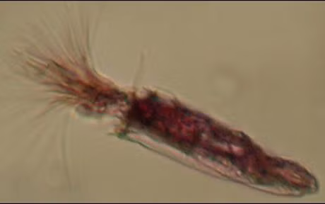 Spinoloricus - động vật đầu tiên trên Trái đất không cần đến oxy để sinh trưởng