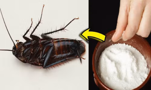 Bạn có thể sử dụng các loại bột, thuốc đểdiệt gián. Ảnh: Beautyandtheminibeasts.