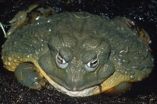 Những loài ếch kỳ lạ 