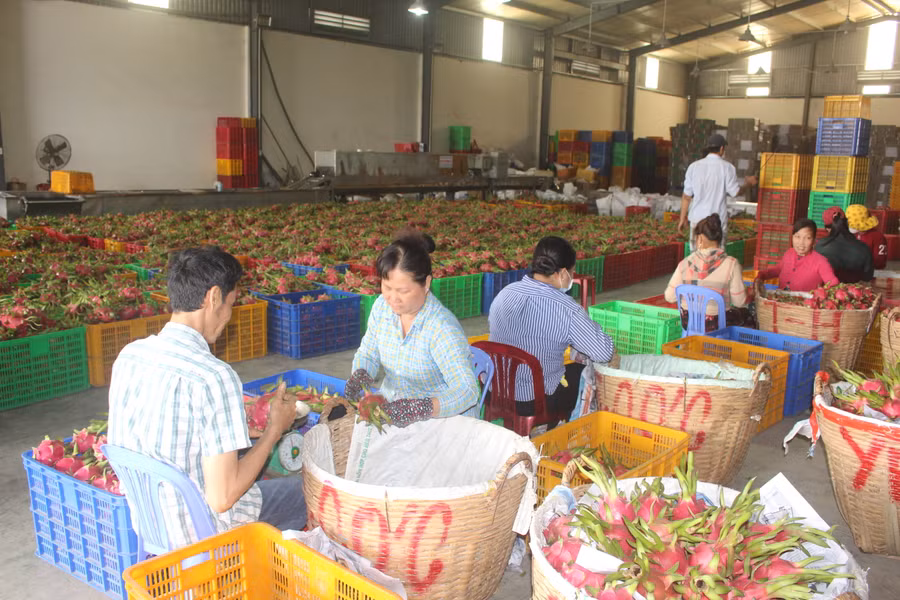 Xuất khẩu rau quả 5 tháng đầu năm cao kỷ lục