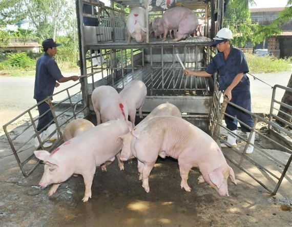 TP. Hồ Chí Minh khẩn cấp ứng phó với dịch tả lợn châu Phi