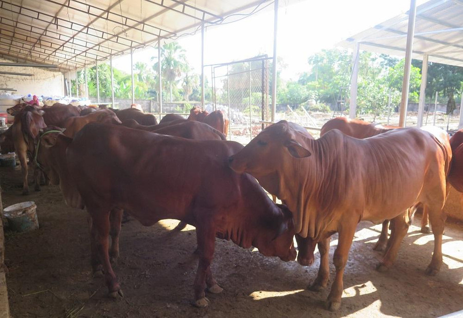 Dự án do Quỹ Thiện Tâm tài trợ và cho vay con giống. Dự án do Quỹ Thiện Tâm tài trợ và cho vay con giống.