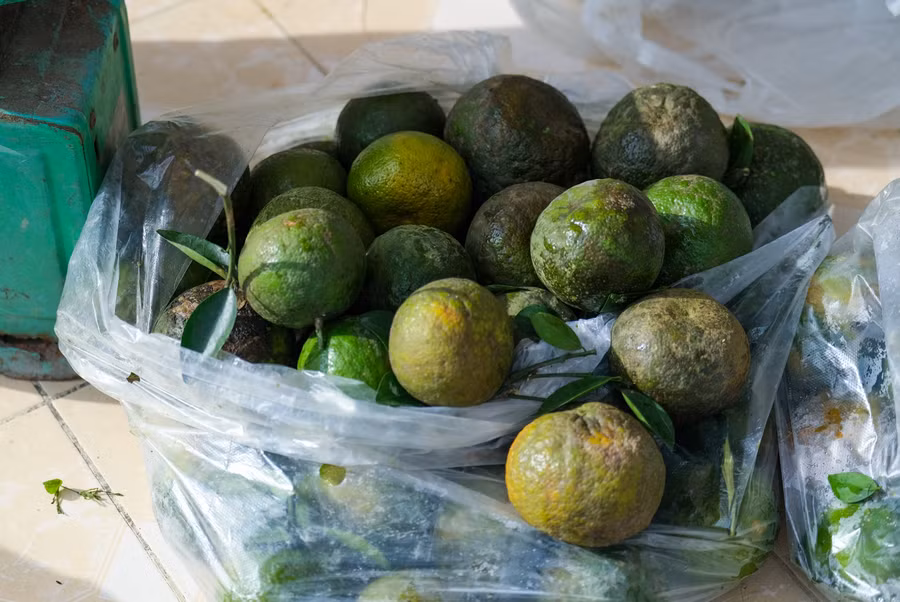 Giá thu mua cam sành giảm mạnh, dao động từ 3.000-5.000 đồng/kg.