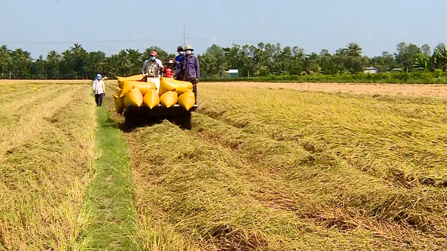 Vụ lúa Đông Xuân đã thu hoạch gần 2.500ha, năng suất ước đạt 6,11 tấn/ha.