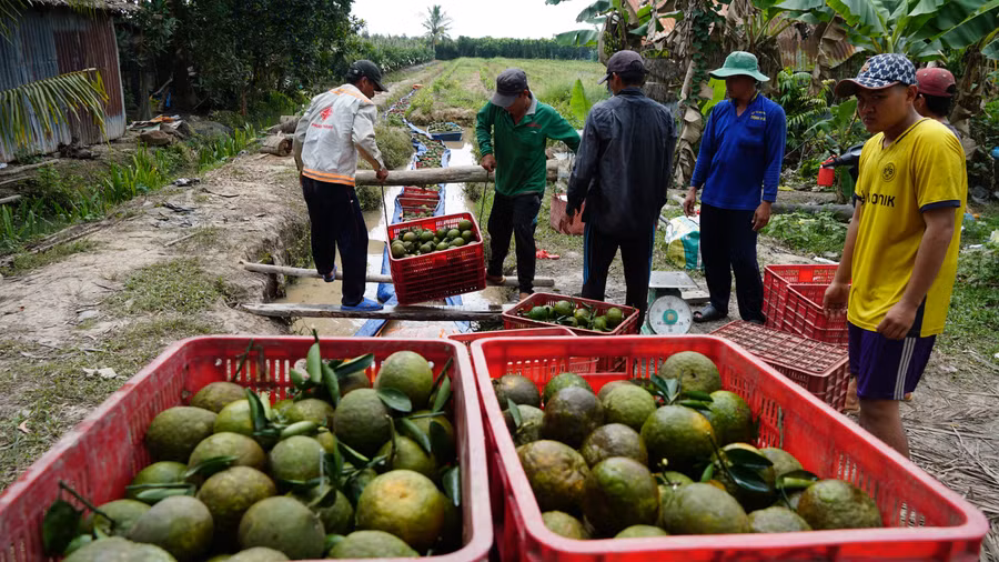 Giá rớt thảm khiến người trồng không khỏi thấp thỏm, lo âu.