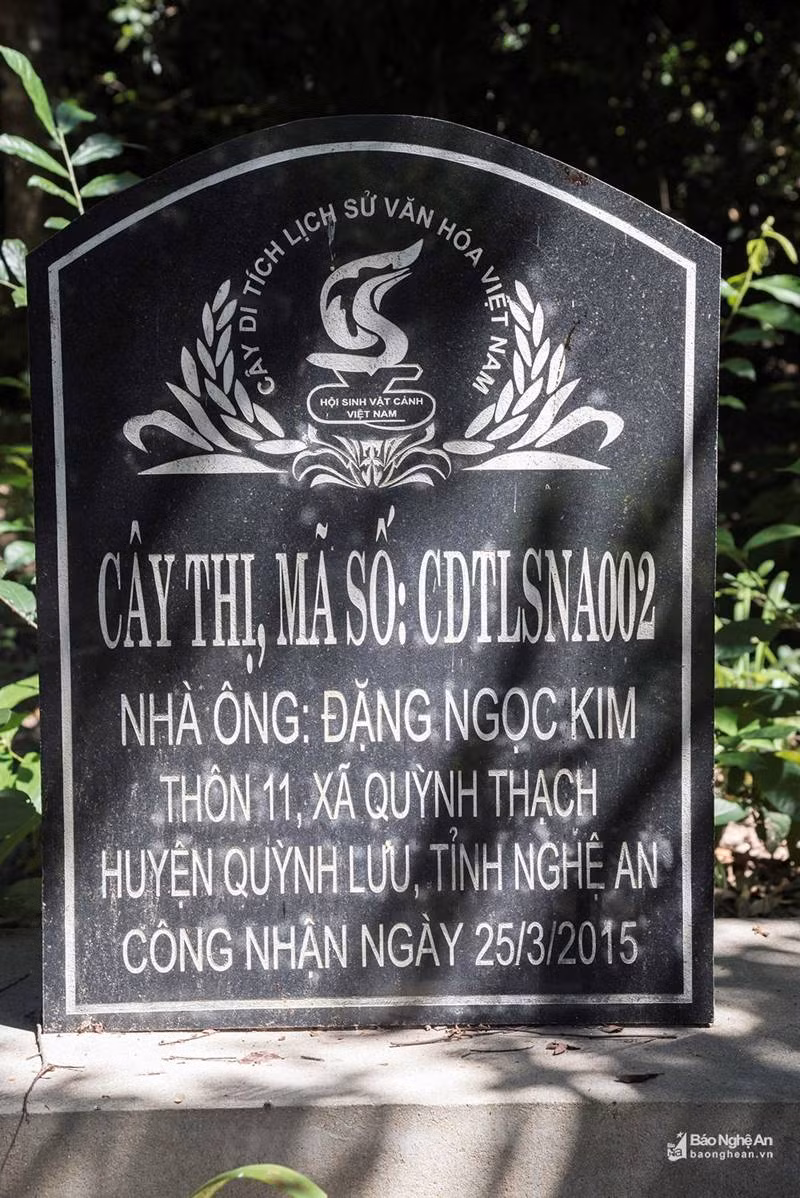 Cụ thị khủng 200 tuổi vẫn đẻ sòn sòn trái chín vàng, thơm nức-3