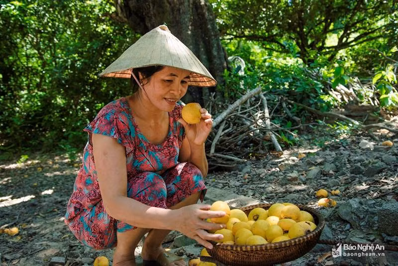 Cụ thị khủng 200 tuổi vẫn đẻ sòn sòn trái chín vàng, thơm nức-8