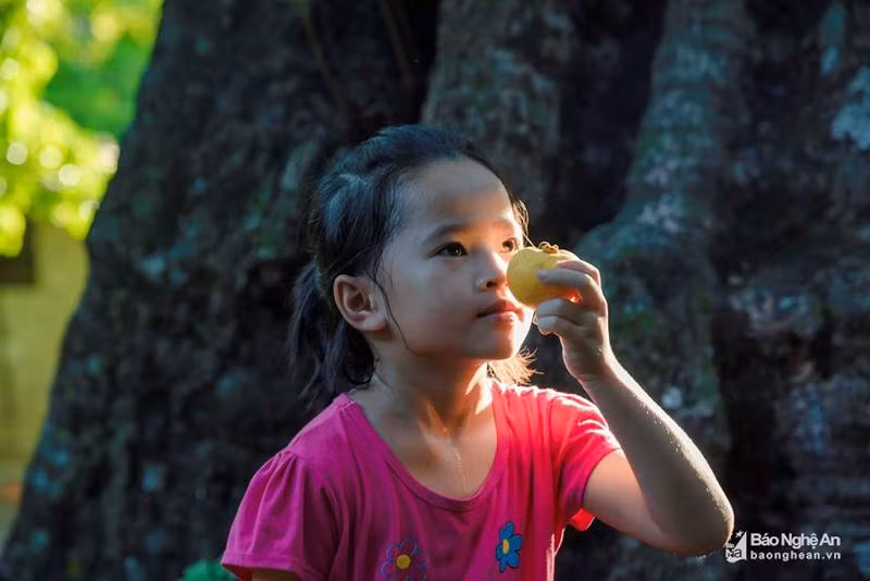 Cụ thị khủng 200 tuổi vẫn đẻ sòn sòn trái chín vàng, thơm nức-7