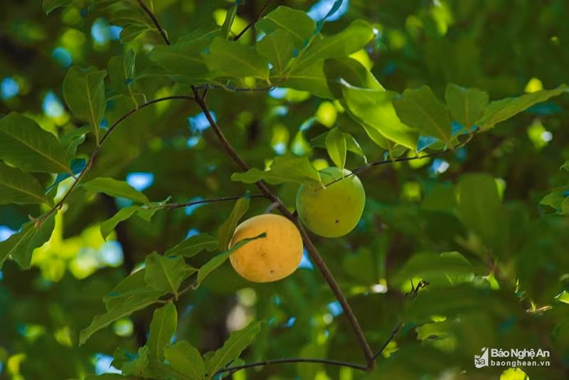 Cụ thị khủng 200 tuổi vẫn đẻ sòn sòn trái chín vàng, thơm nức-4