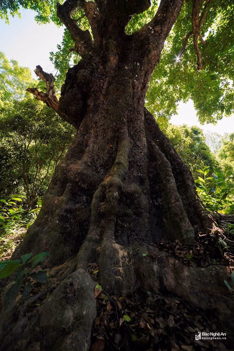 Cụ thị khủng 200 tuổi vẫn đẻ sòn sòn trái chín vàng, thơm nức-2