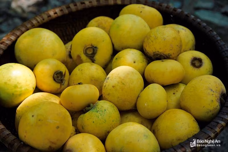 Cụ thị khủng 200 tuổi vẫn đẻ sòn sòn trái chín vàng, thơm nức-6