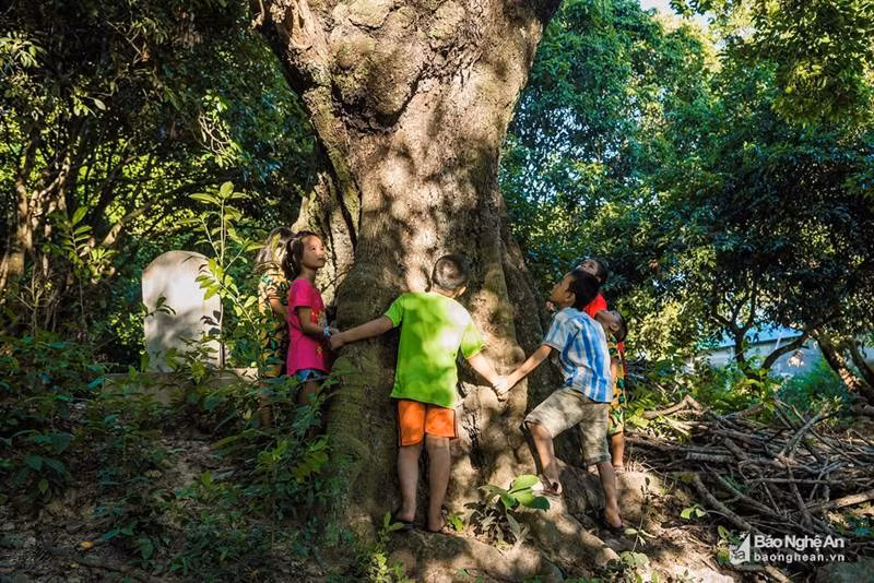 Cây thị cổ thụ ở thôn 11, xã Quỳnh Thạch, huyện Quỳnh Lưu nổi tiếng vì tuổi đời lâu năm, thân cây to lớn 10 trẻ em dang tay vòng quanh mới ôm xuể. 