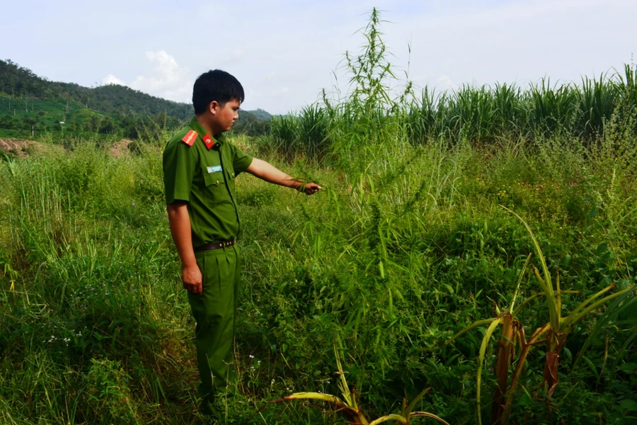 Cây cần sa được trồng trong ruộng mía (ảnh Công an Gia Lai).