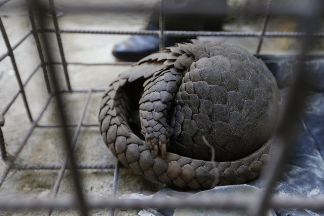 Khả năng con tê tê này thoát ra từ quán nhậu hoặc điểm nuôi nhốt.