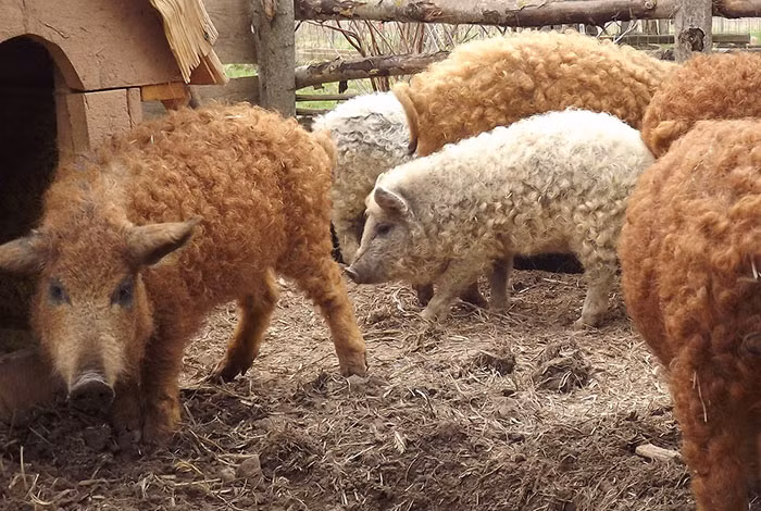 Cộng đồng mạng - Thế giới động vật: Cận cảnh lợn lông xù quý hiếm nhất thế giới (Hình 3).