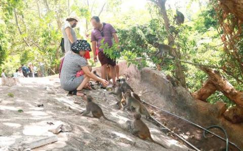 Khỉ Sơn Trà bới rác tìm thức ăn Khi Son Tra boi rac tim thuc an