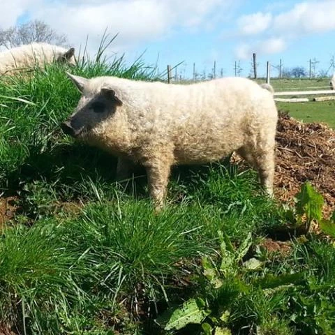 Tên của chúng là lợn lông xù Mangalitsa (Mangalica) - một giống lợn hiếm có nguồn gốc ở Hungary. Đặc điểm khác lạ là nó có lớp lông xù xì bao phủ khắp cơ thể như lông cừu.