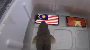 Số phận thê thảm của con cá dự đoán Malaysia thắng chung kết AFF Cup