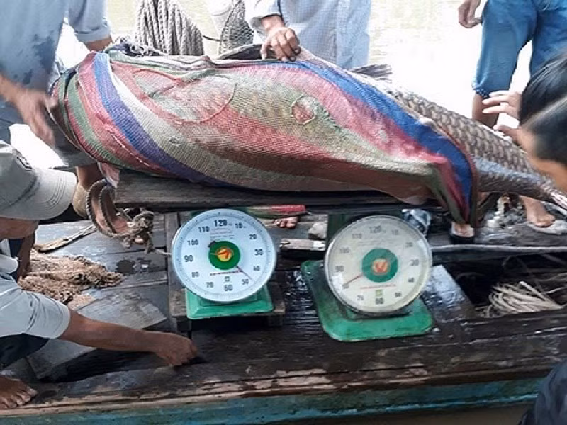 Bắt được cá hô vàng 125 kg ở sông Tiền - ảnh 2