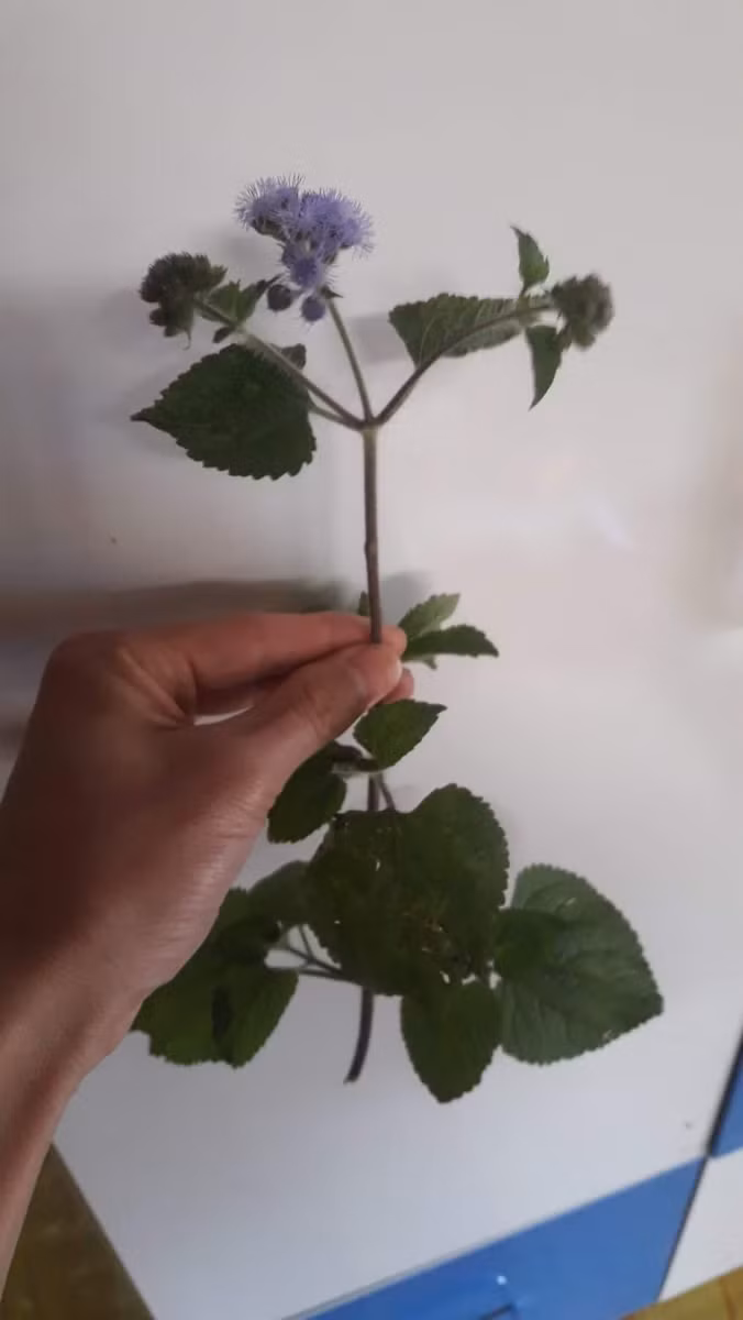 Bông hoa rừng gửi thầy giáo của học sinh Trường Tiểu học Phiêng Pằn, huyện Mai Sơn, tỉnh Sơn La.