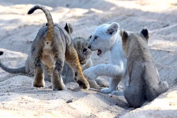 Con sư tử trắng đang chơi đùa cùng anh chị em.&nbsp;