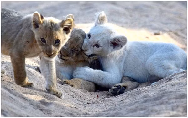 Chú sư tử trắng con siêu đáng yêu là một trong số 15 cá thể sư tử trắng sống trong hoang dã tại Vườn quốc gia&nbsp;Kruger, Nam Phi.