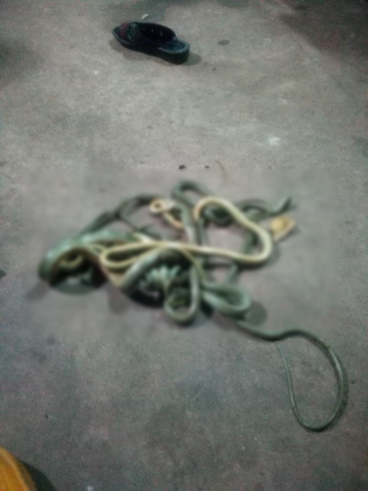 66497606_471162303454677_245624210381078528_n