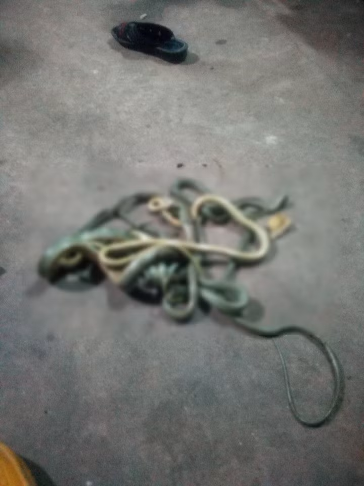 66497606_471162303454677_245624210381078528_n