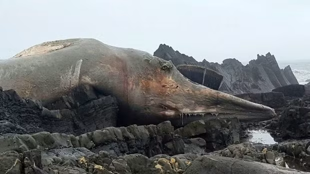 Sinh vật khổng lồ trông như quái vật thời tiền sử dạt vào bờ biển - Ảnh 3.