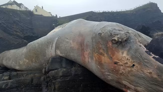 Sinh vật khổng lồ trông như quái vật thời tiền sử dạt vào bờ biển