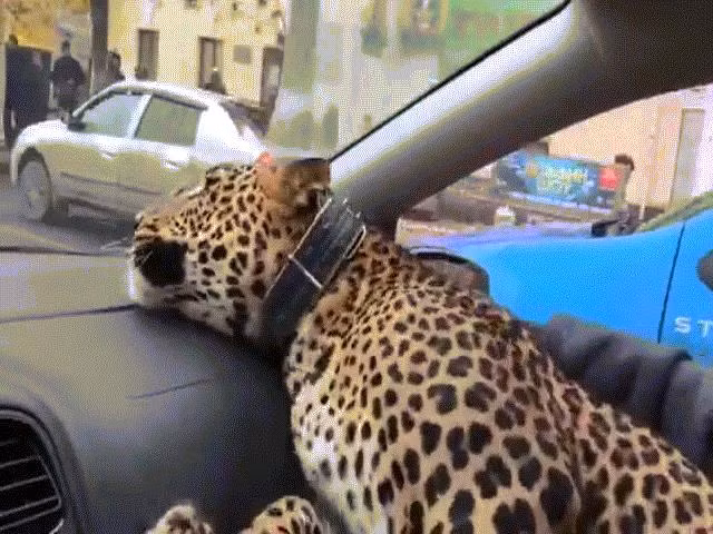 Video: Báo hoa mai đi... taxi ở Nga